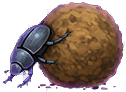 Dung Beetle
